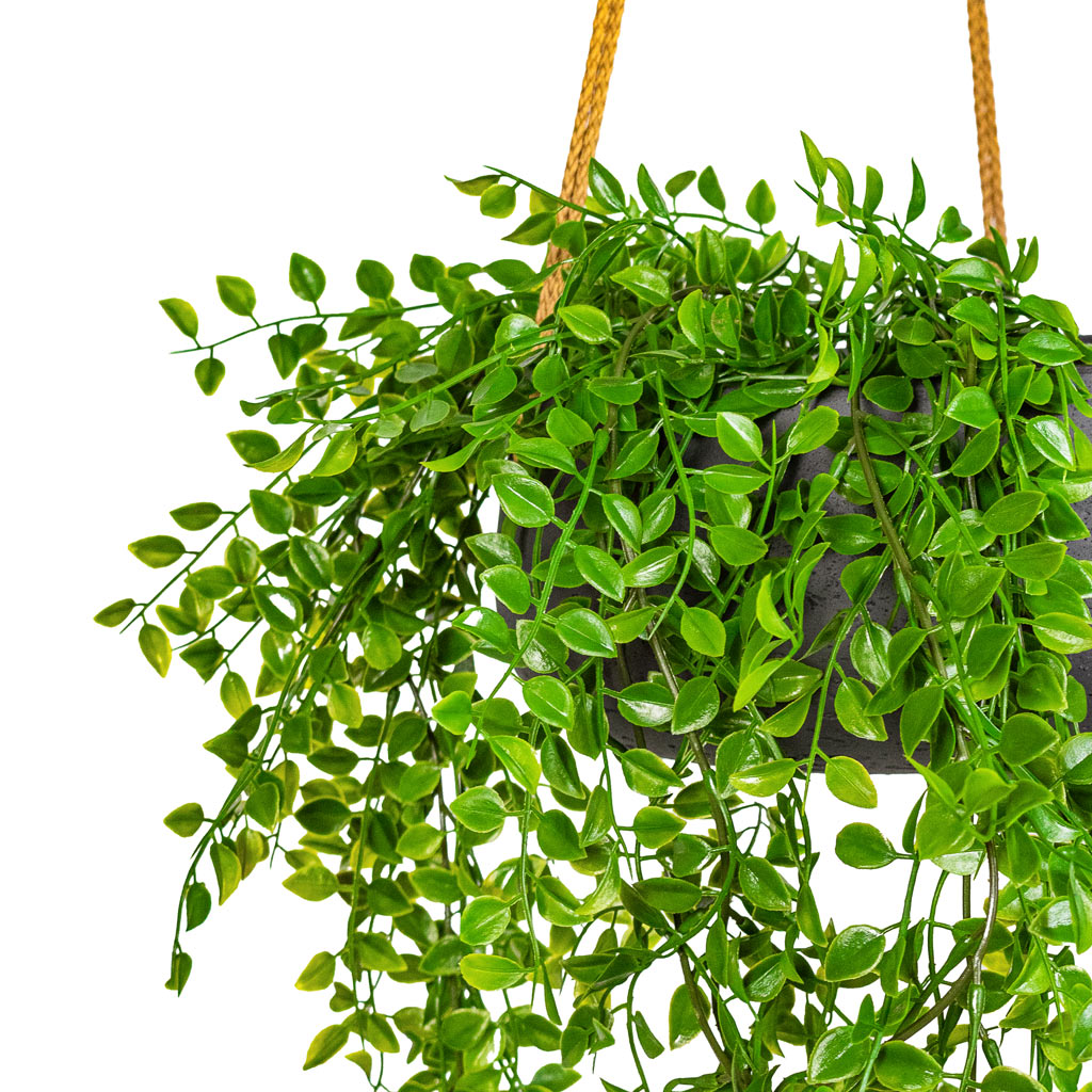 Ficus pumila Hanging Bush UV Resistant Artificial In Eileen Hanging Bowl Black Washed