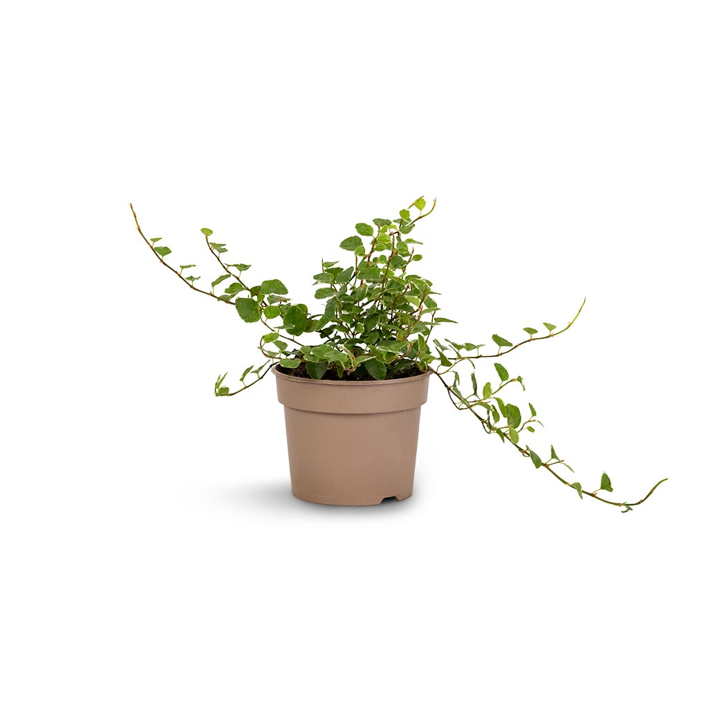 Ficus pumila White Sunny - Creeping Fig - 9 x 15cm