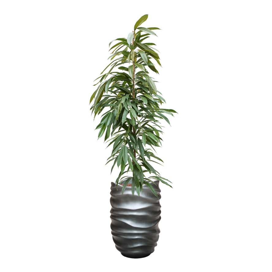 Ficus Amstel King - Hydroculture & Gradient Lee Partner Planter - Matt Grey