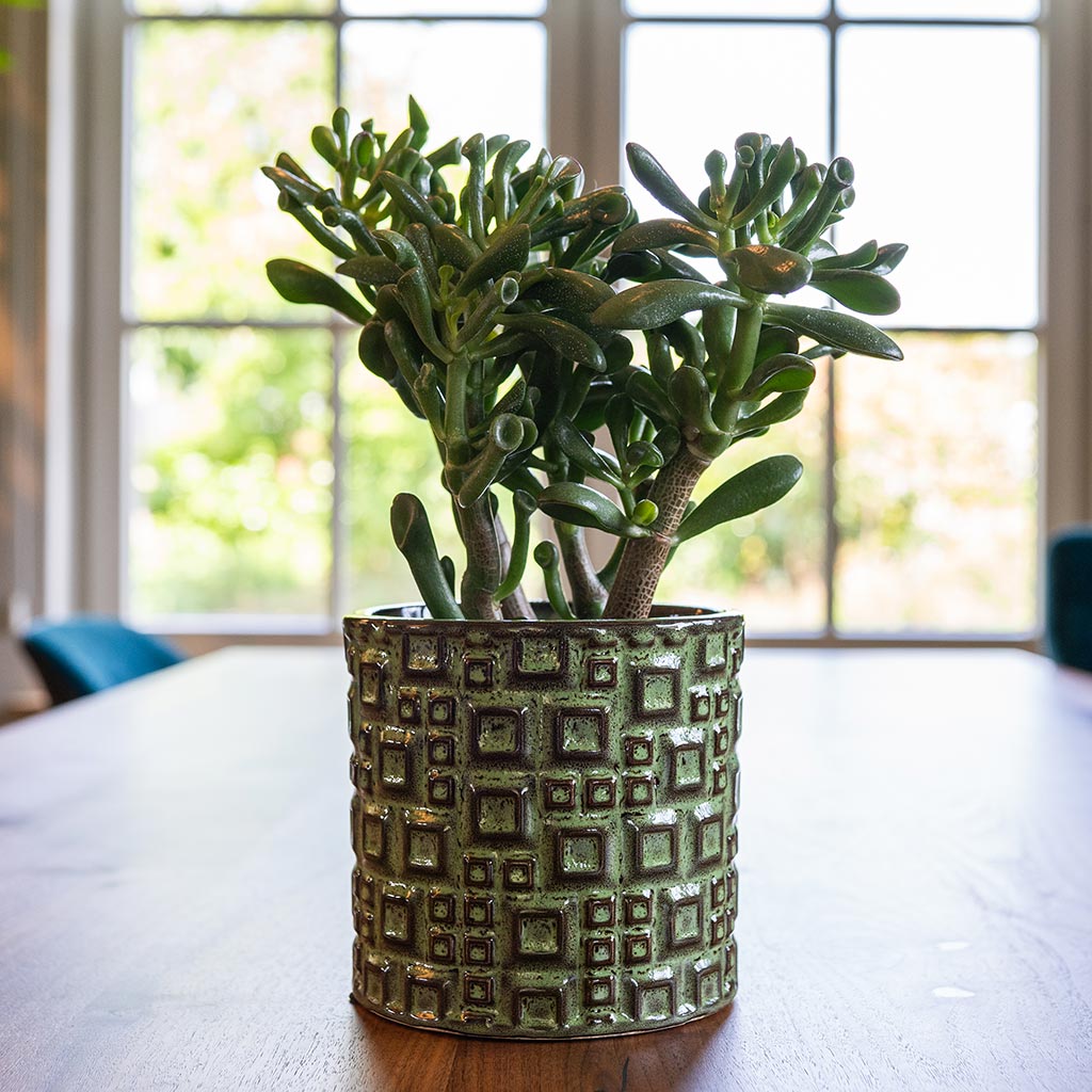 Fiene Plant Pot - Green & Crassula Ovata Gollum