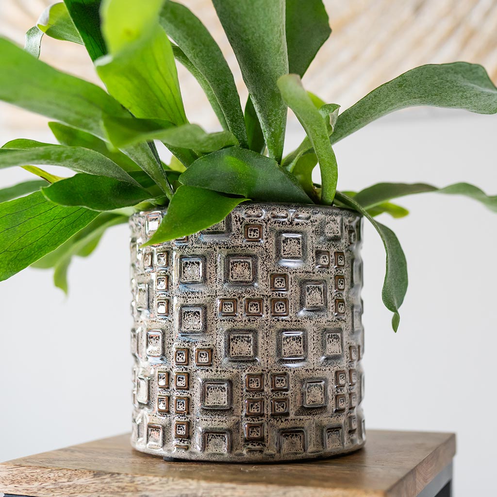 Fiene Plant Pot - Grey & Staghorn Fern