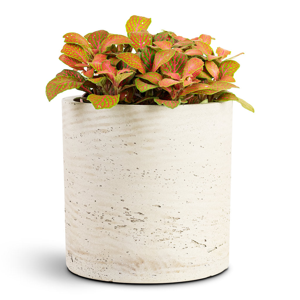 Fittonia albivenis Mosaic Skeleton House Plant In Puk Pot Grey Washed 