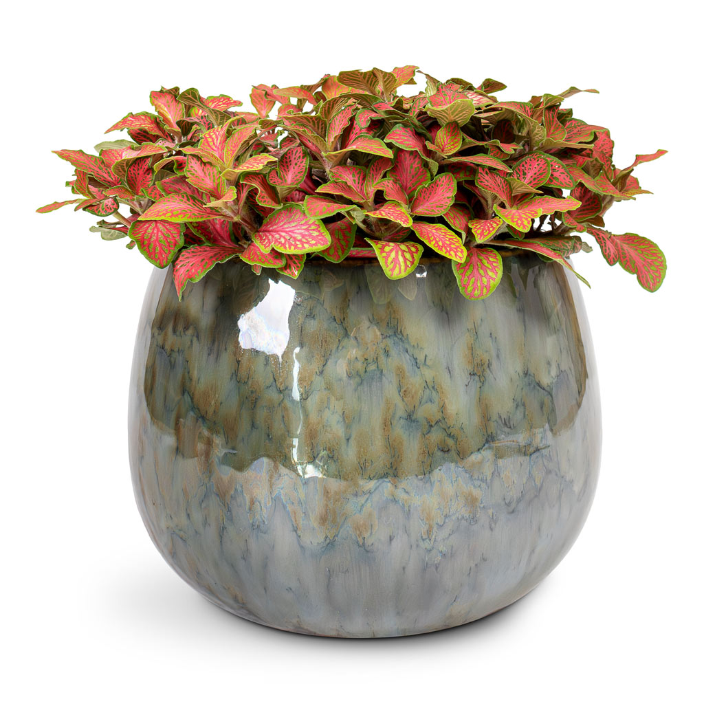 Fittonia albivenis Mosaic Skeleton Nerve Plant - 12x15cm In Odile Plant Pot Dusk Blue - 19x14cm