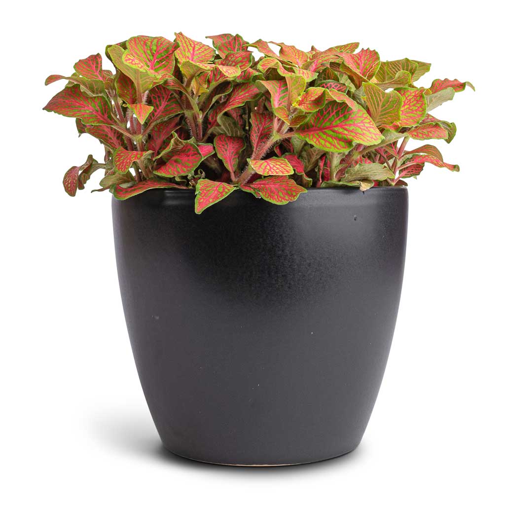 mosaic house plant Fittonia albivenis Mosaic Skeleton - Nerve Plant | Hortology