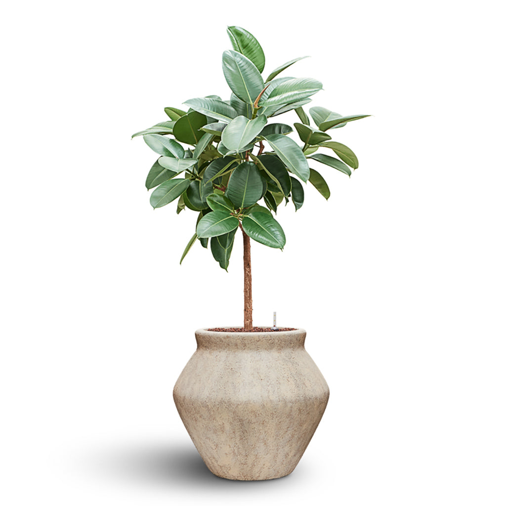 Fleuri Mineral Planter - Travertine & Ficus Elastica Rubber Plant