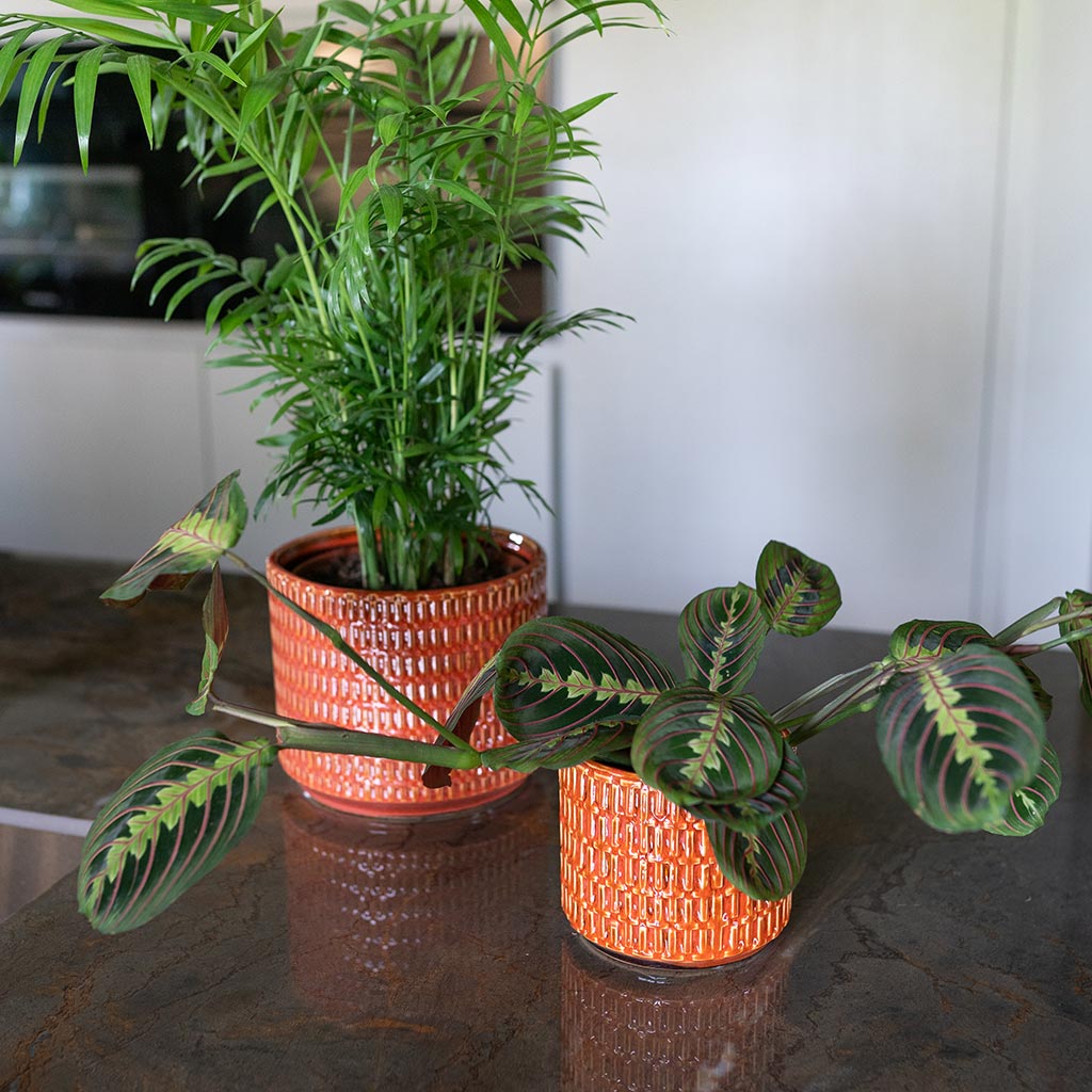 Flor Plant Pots - Orange On Kitchen Table
