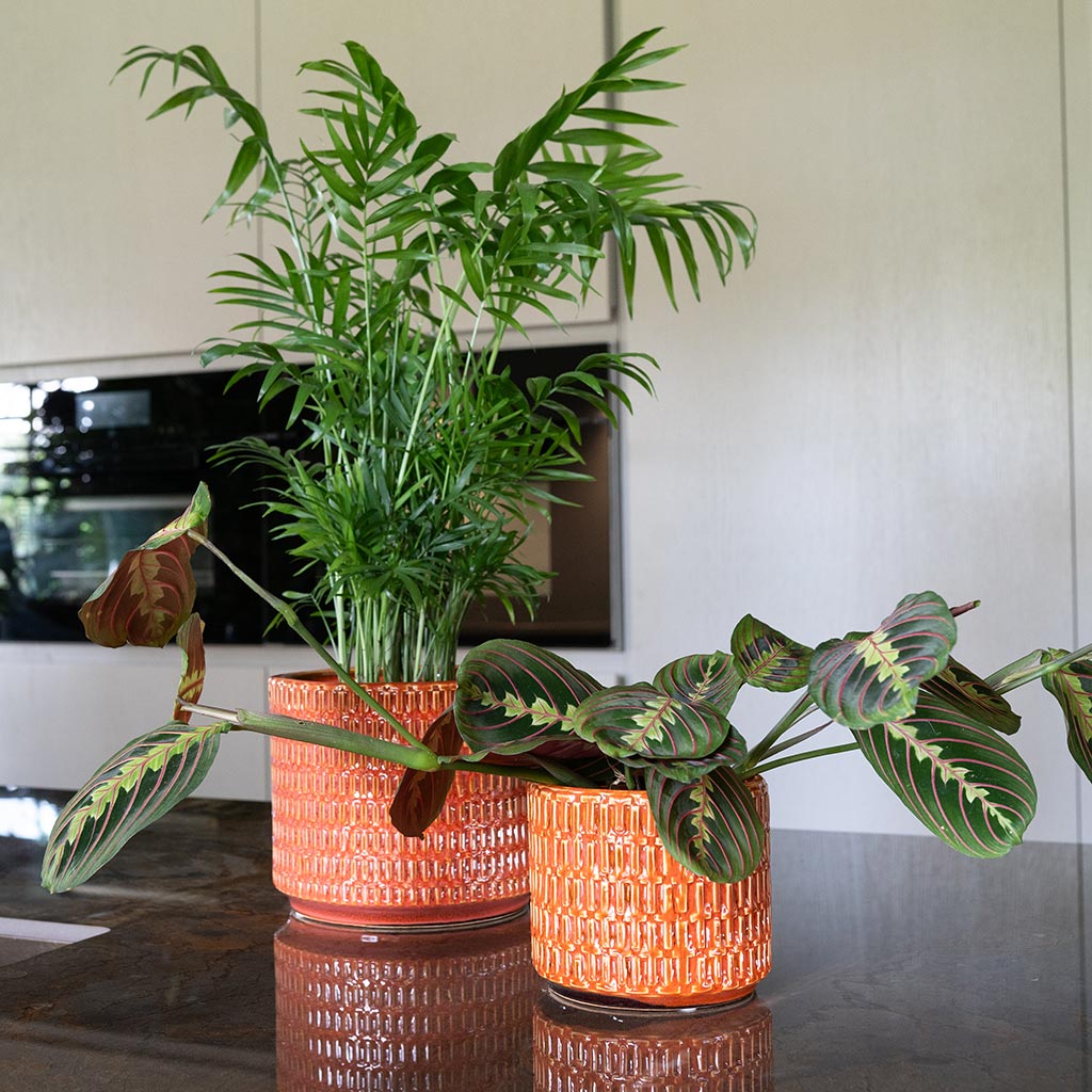 Flor Plant Pots - Orange, Palm & Maranta Houseplants