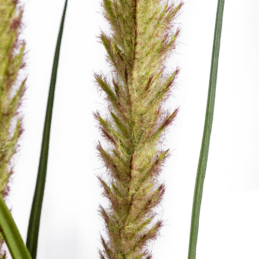 Foxtail Grass Detailed Close Up 