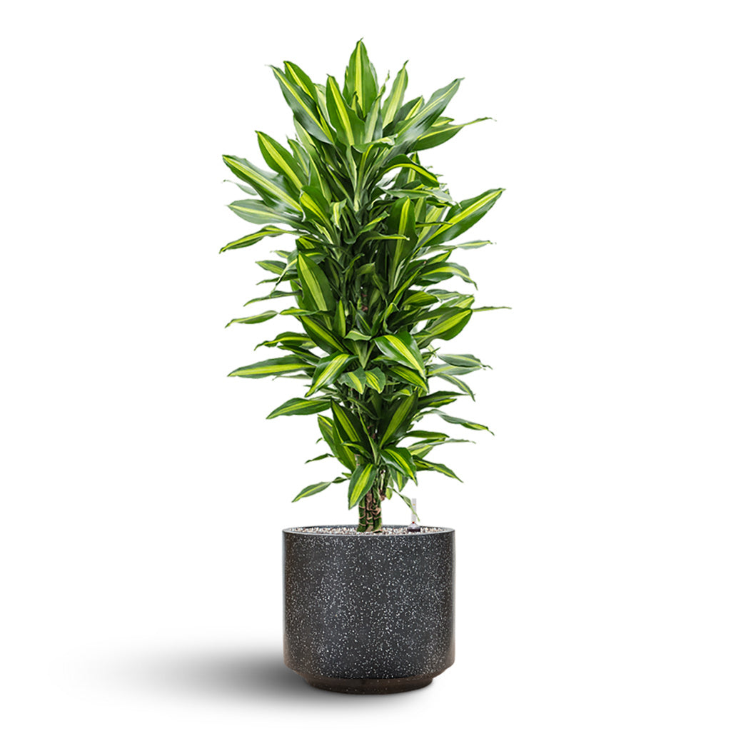 Terrazzo Cylinder Planter - Black & Dracaena