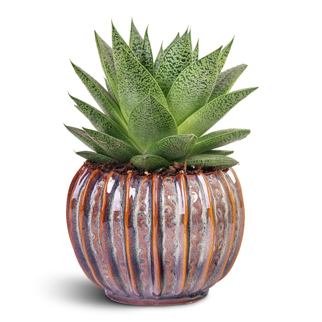 Gasteria D Tiga Ox Tongue 10.5x15cm House Plant In Cassie Pot Mint 14x11cm