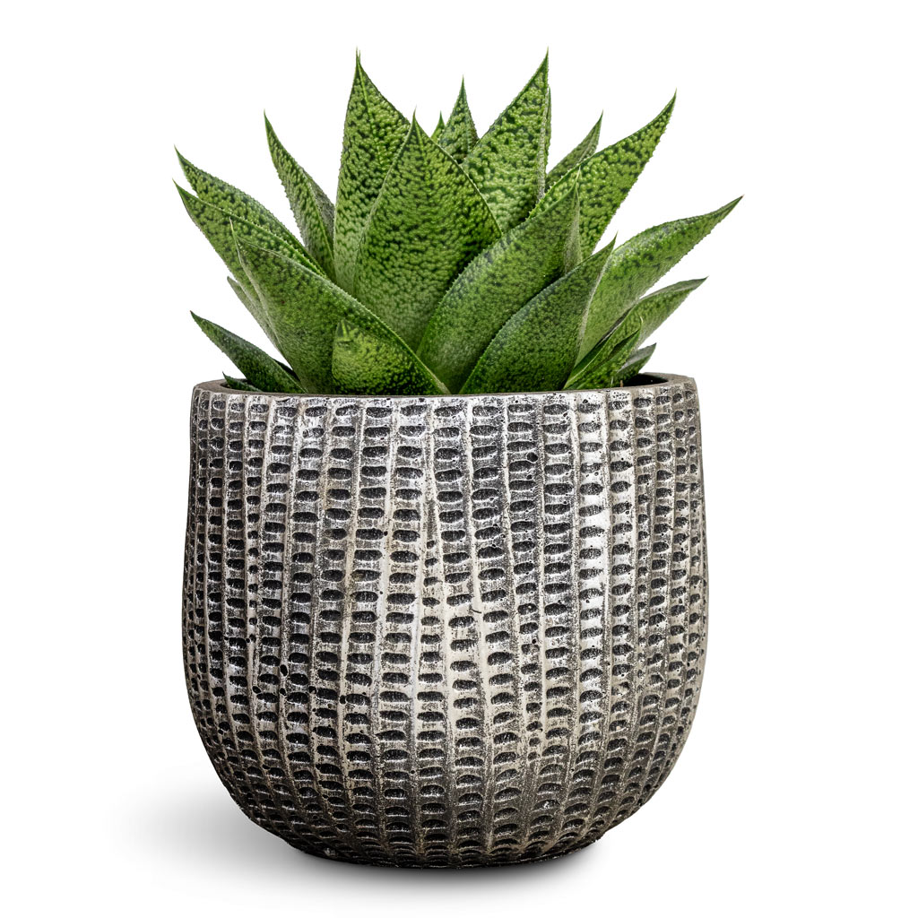 Gasteria D Tiga Ox Tongue 10.5x15cm & Feico Plant Pot Metal Black - 15x13cm