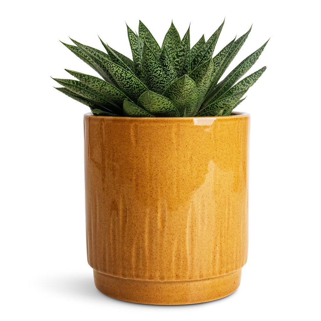 Gasteria D-Tiga Ox Tongue - 10.5x15cm In Stella Pot Mustard - 13x14cm