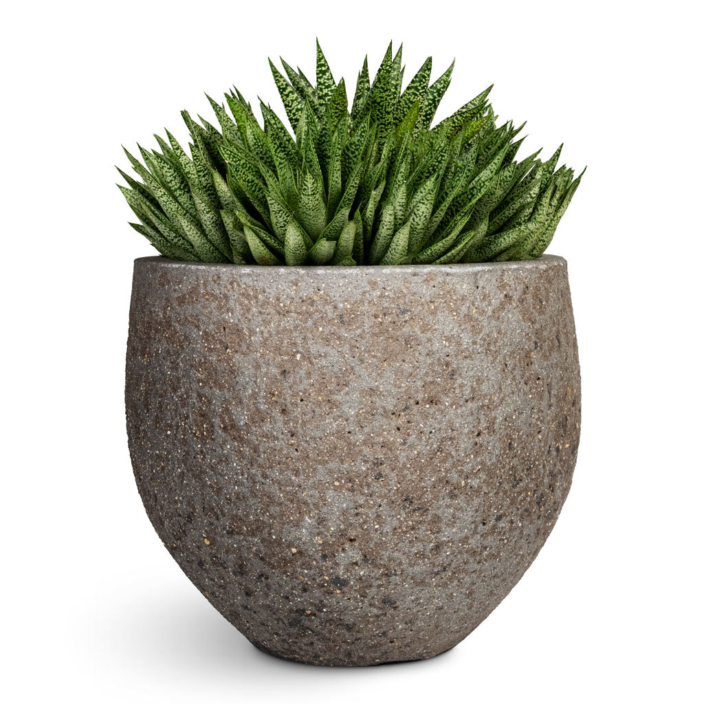 Gasteria D Tiga Ox Tongue - 17x25cm In Mini Orb Cement_Stone Plant Pot Granite Grey - 25x21cm