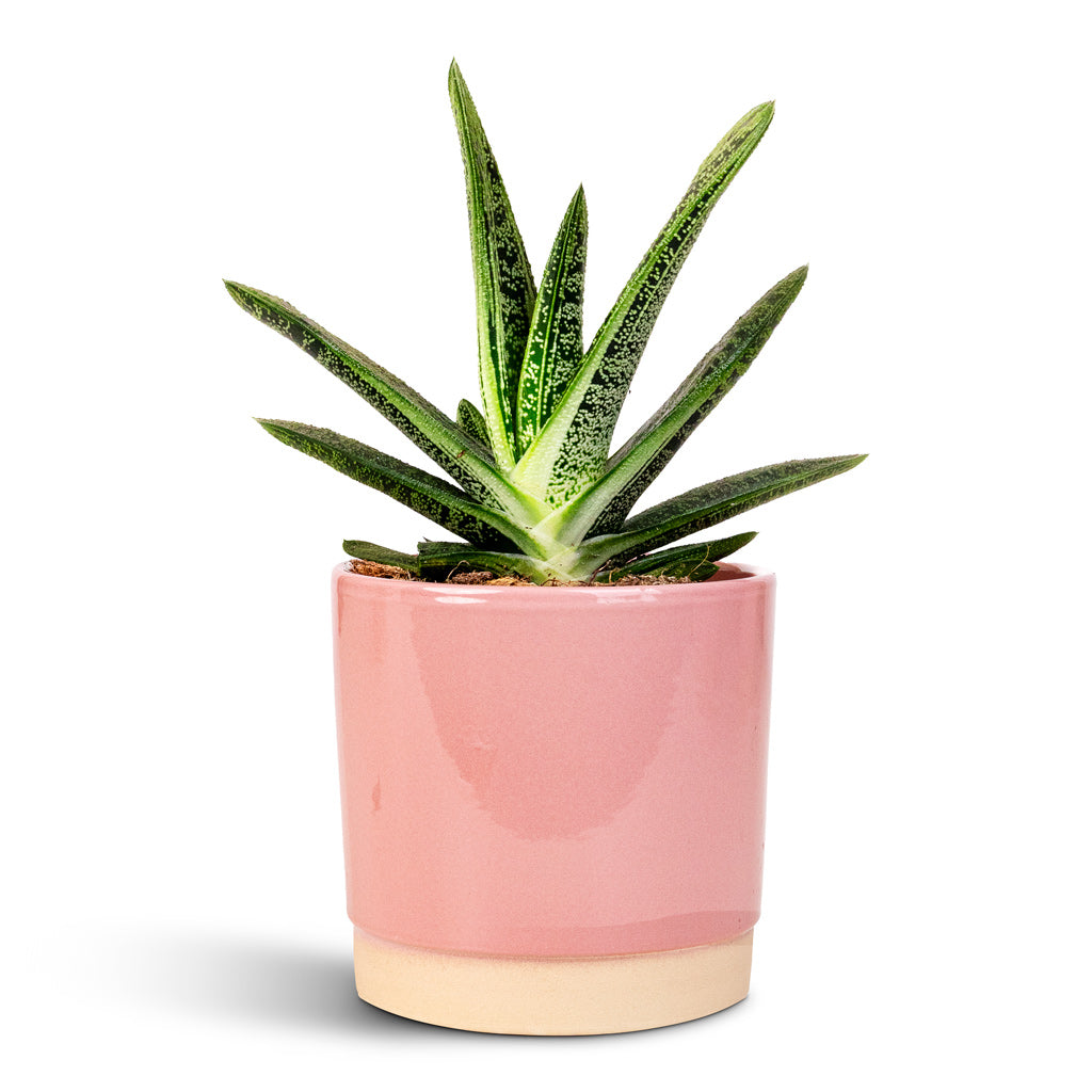 Gasteria Little Warty 8.5x10cm In Saske Pot Pastel Rose 12x11cm