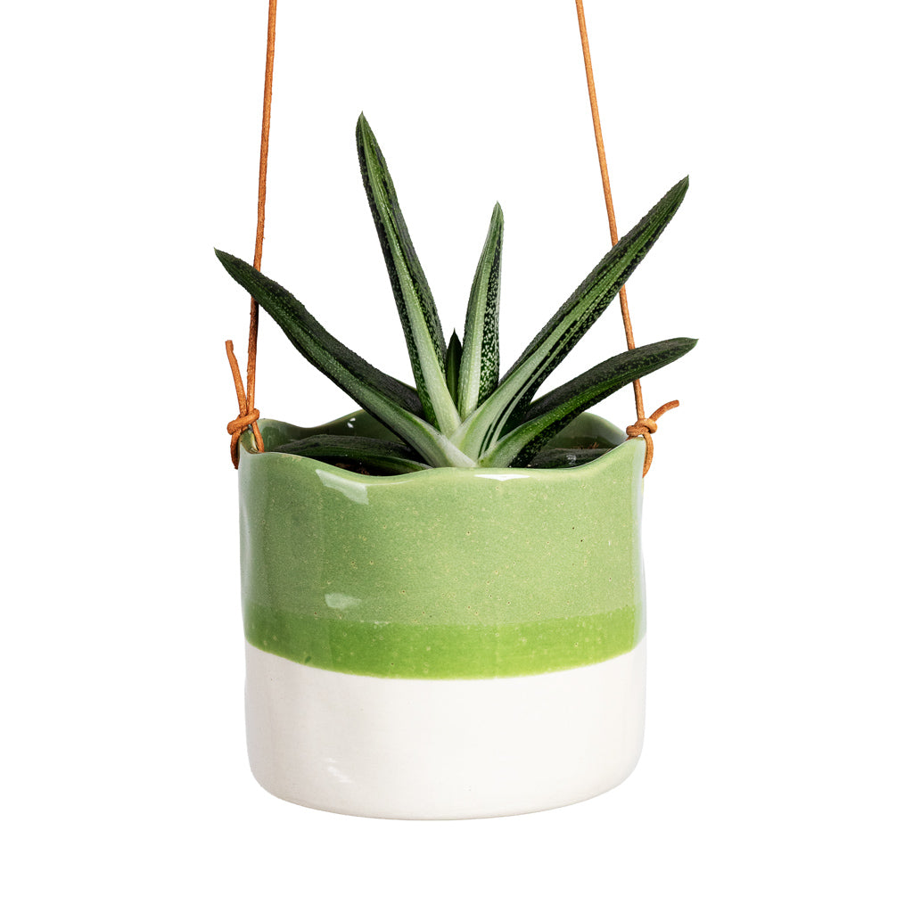 Gasteria Little Warty 8.5x10cm House Plant In Wave Hanging Pot 10x9cm