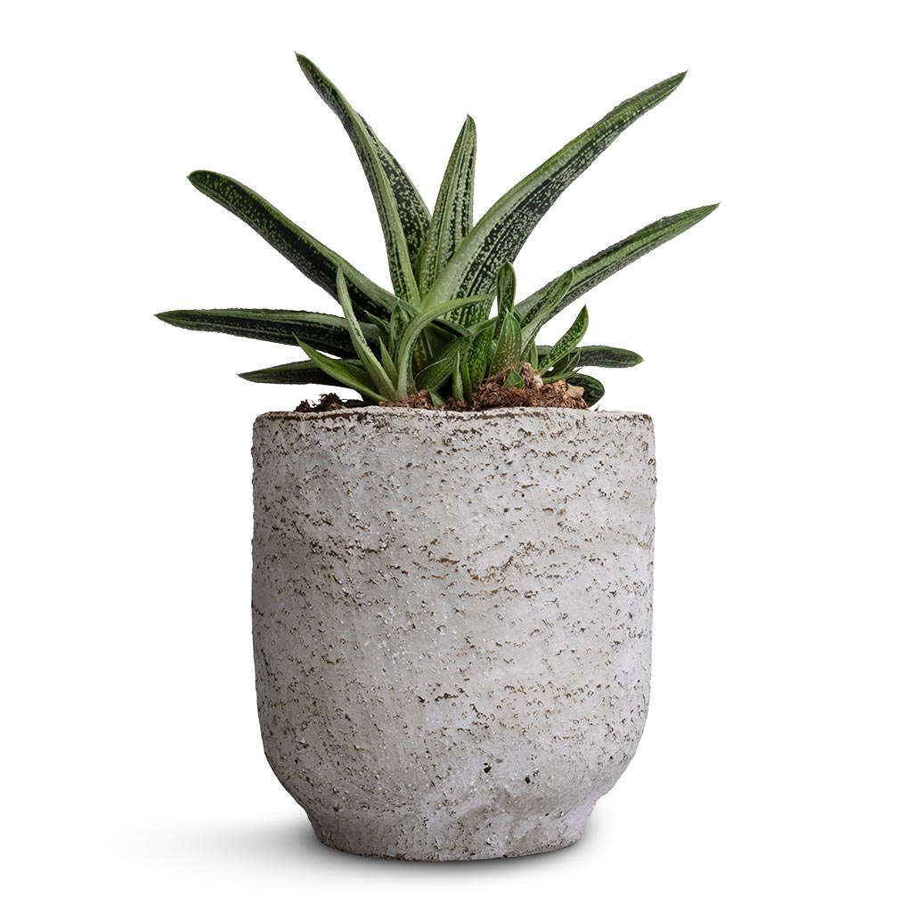 Gasteria Little Warty - Ox Tongue &amp; Dave Plant Pot - Weathered Grey