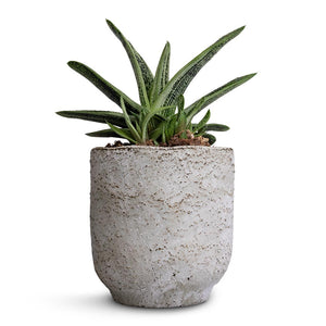 Gasteria Little Warty - Ox Tongue & Dave Plant Pot - Weathered Grey