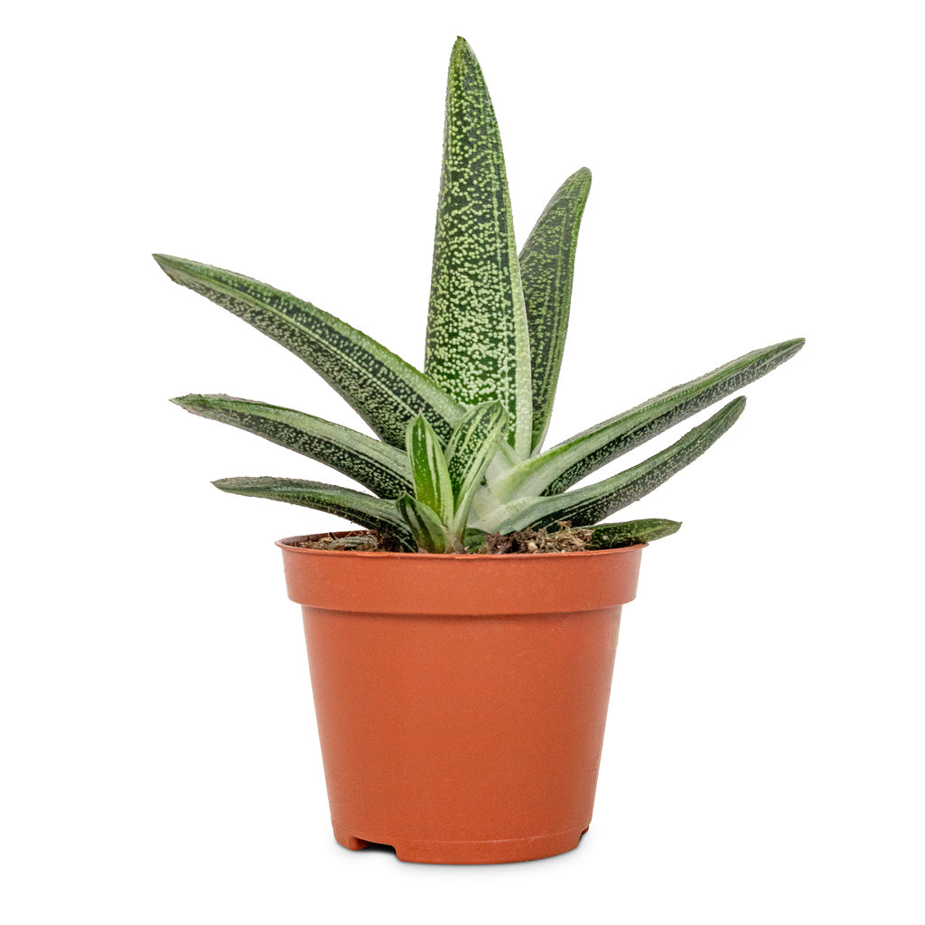 Gasteria Little Warty - Ox Tongue - 8.5 x 10cm