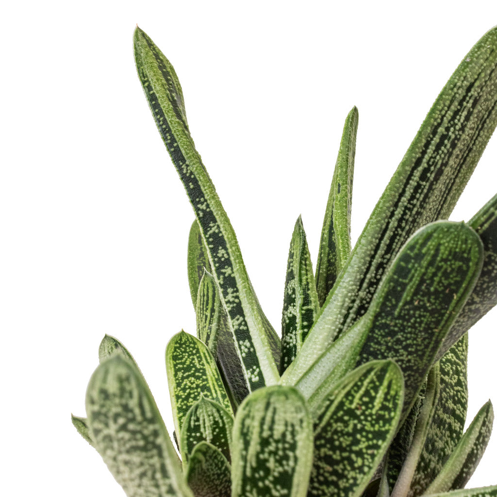 Gasteria Little Warty Ox Tongue