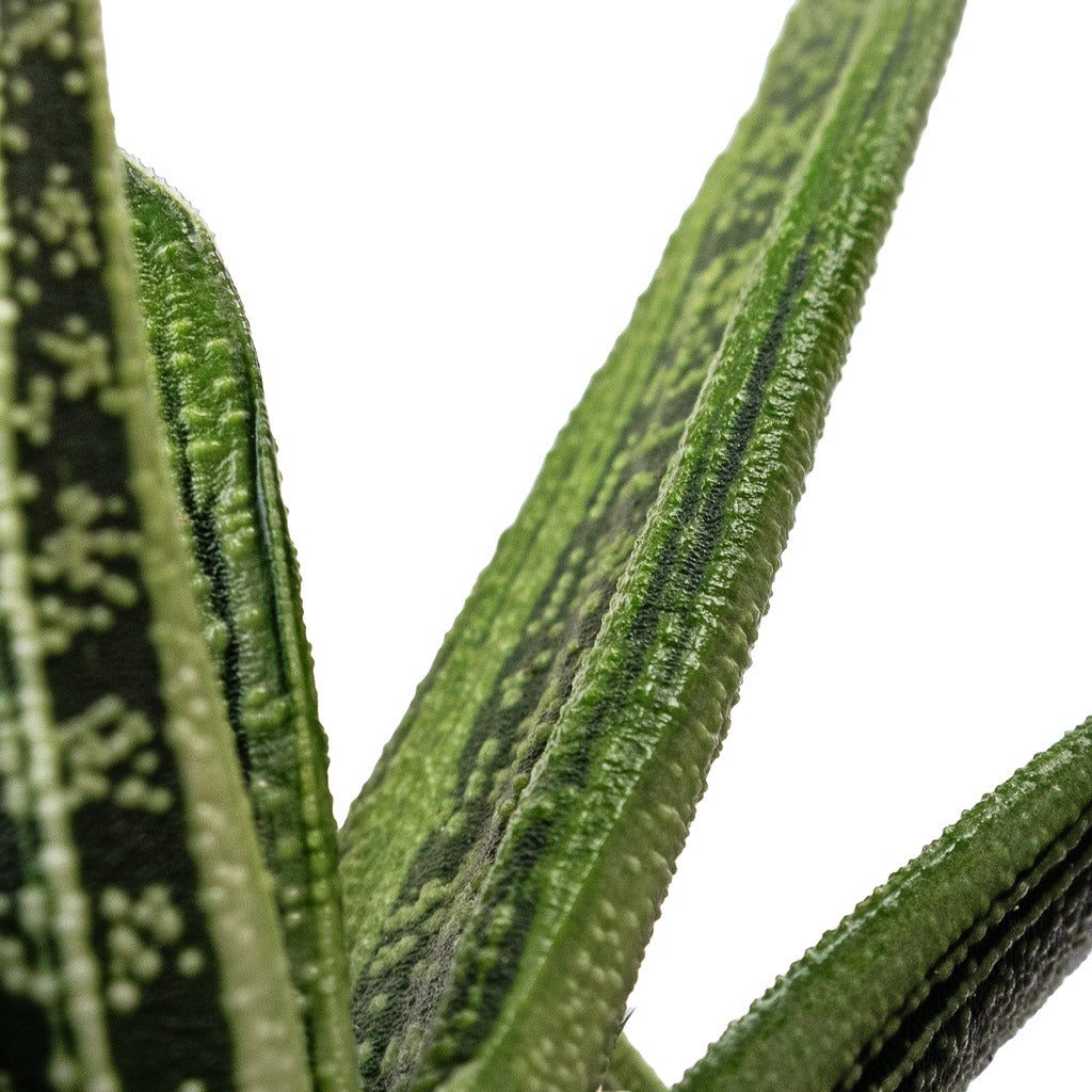 Gasteria Little Warty Ox Tongue