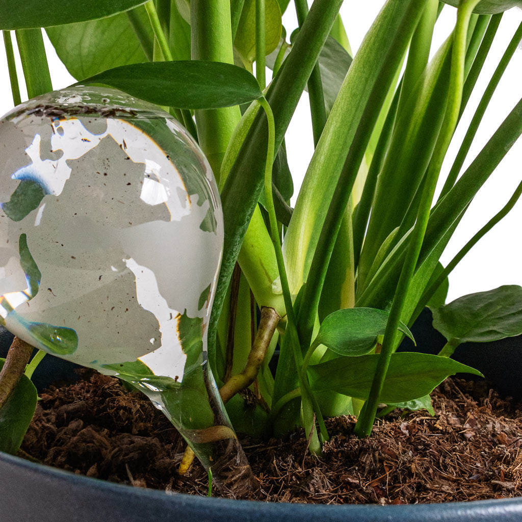 Globe Plant Waterer & Monstera