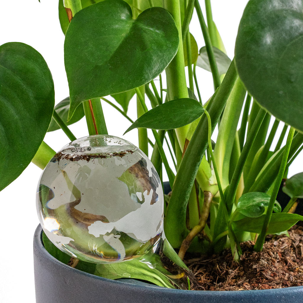 house plant waterer Globe Plant Waterer - Earth Etched Self Watering Sphere | Hortology