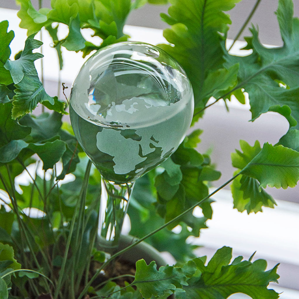 Globe Plant Waterer & Blue Star Fern