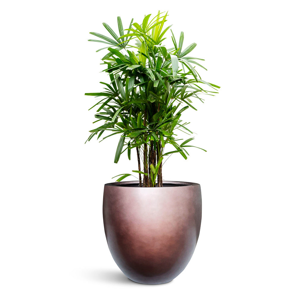 Gradient Balloon Planter - XL Plant Display