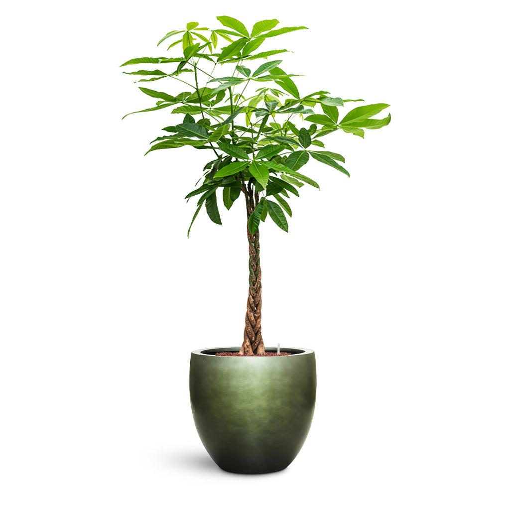 Gradient Balloon Planter - Large Plant Display