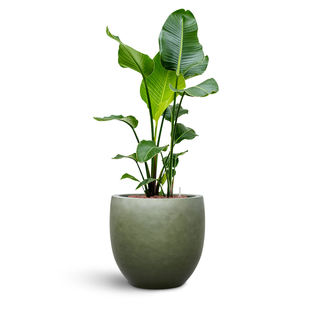 Gradient Balloon Planter - XL Plant Display
