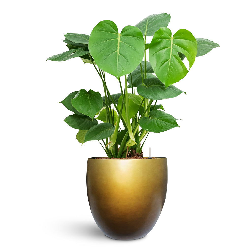 Gradient Balloon Planter - Large Plant Display