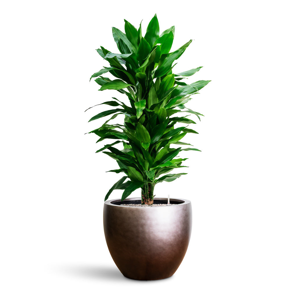 Gradient Couple Planter - XL Plant Display