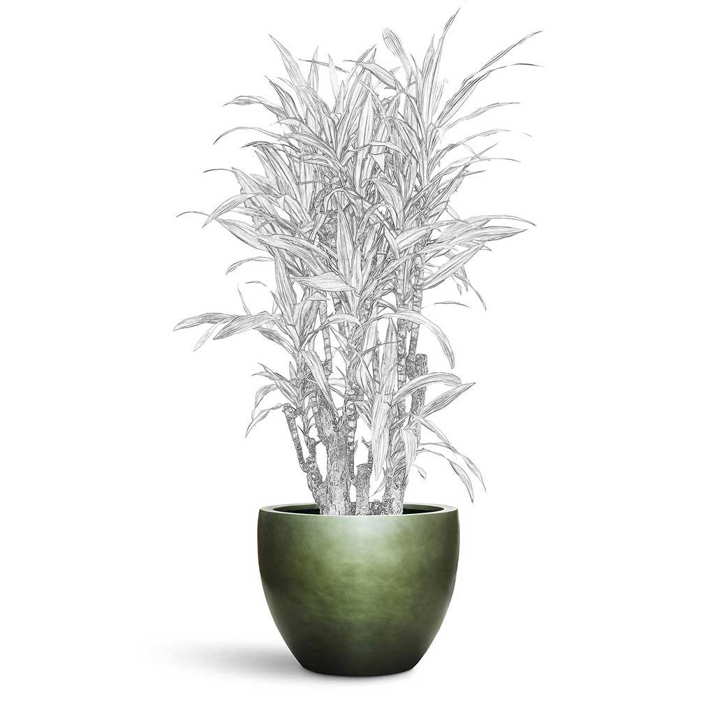 Gradient Couple Planter - XXL Plant Display