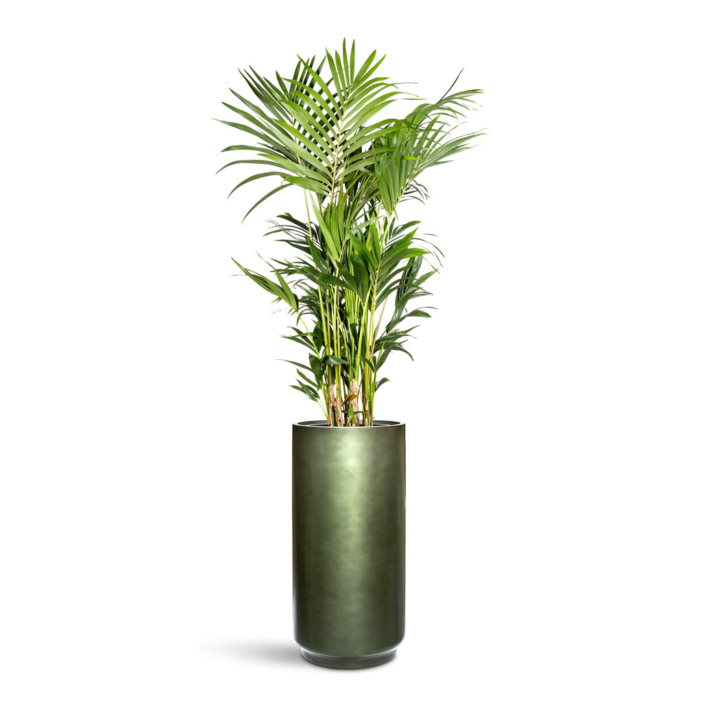 Gradient Cylinder Planter - XL Plant Display