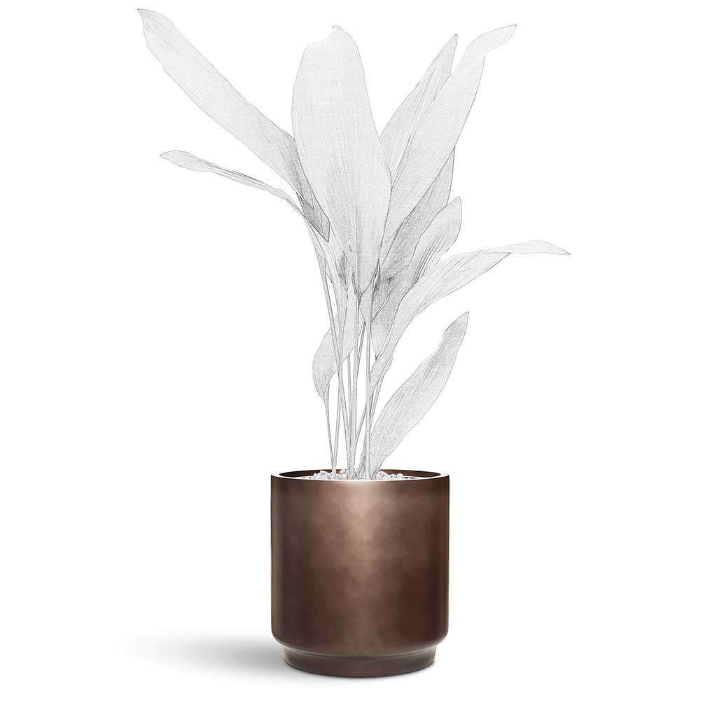 Gradient Cylinder Planter - Medium Plant Display