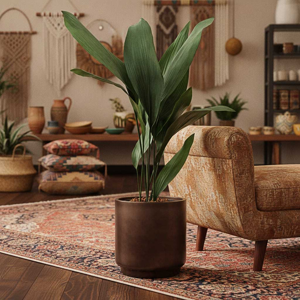 Aspidistra - Cast Iron Plant - HydroCare in Gradient Cylinder Planter - Matt Coffee