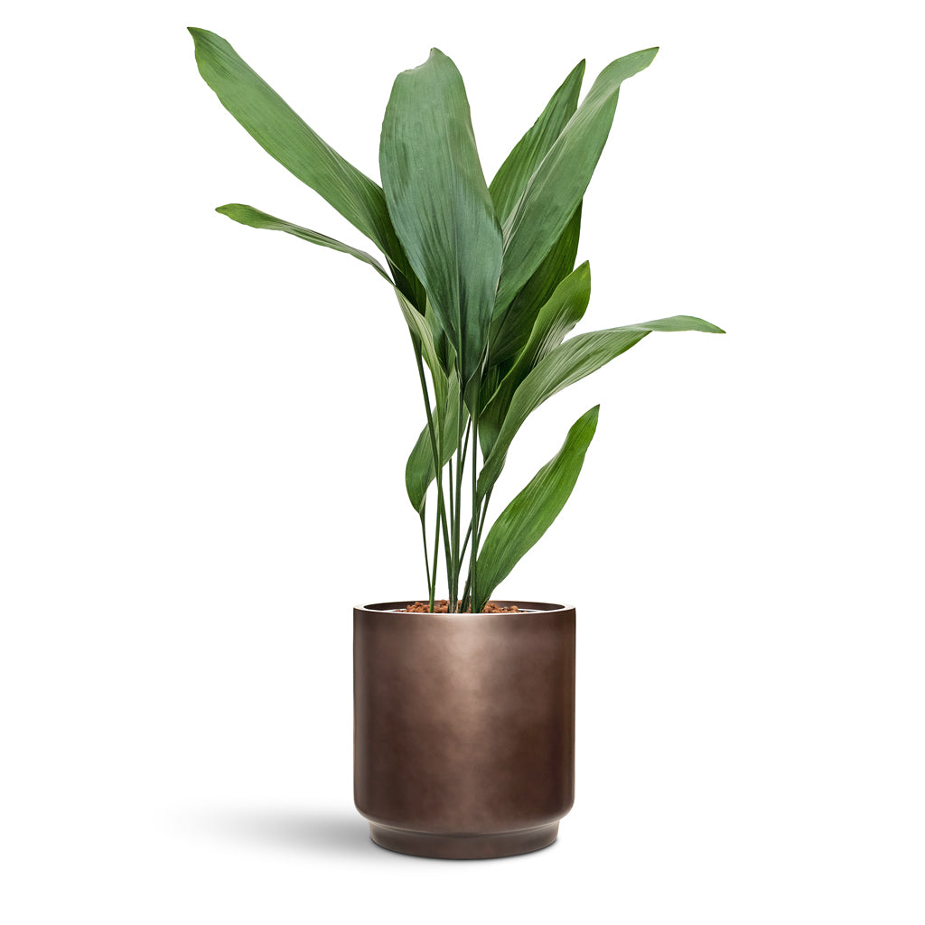 Gradient Cylinder Planter - Large Plant Display