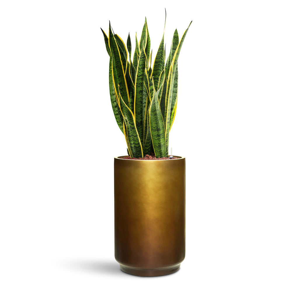 Gradient Cylinder Planter - Medium Plant Display
