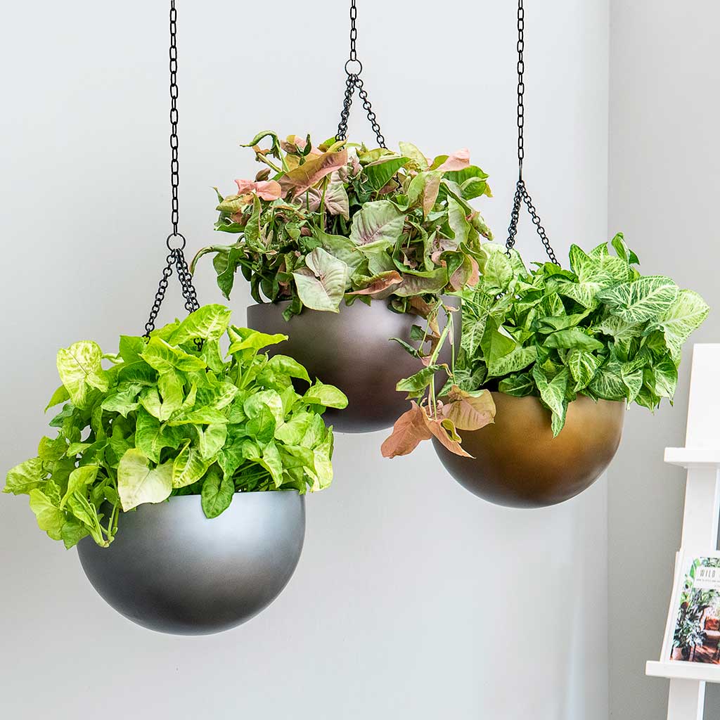 Gradient Hanging Basket Planters