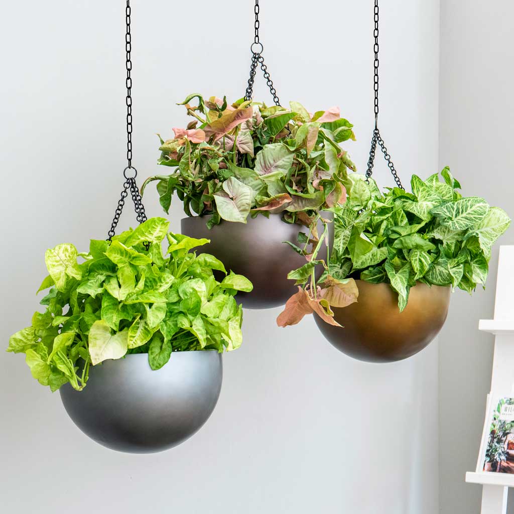 indoor hanging plants uk Gradient Hanging Plant Bowl - Matt Honey Planter | Hortology