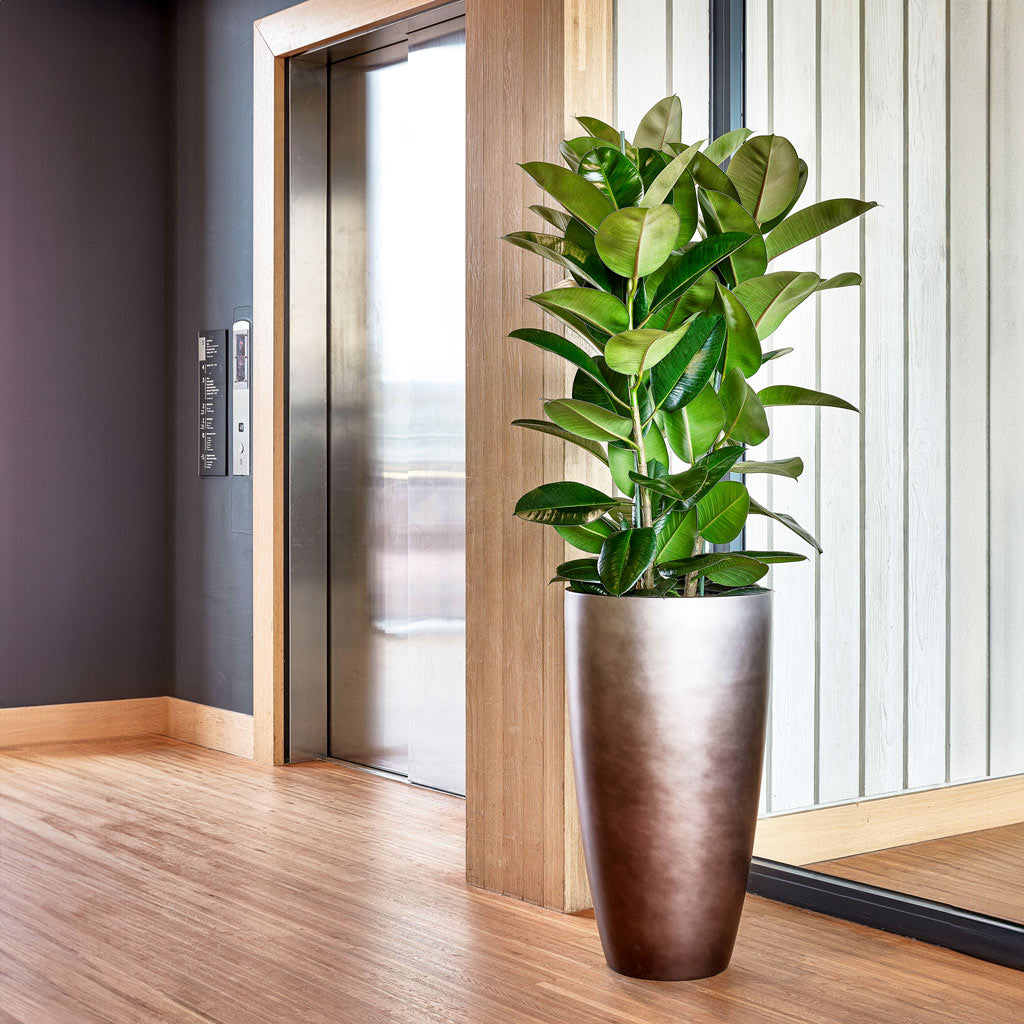 Gradient Partner Planter - Matt Coffee & Rubber Plant