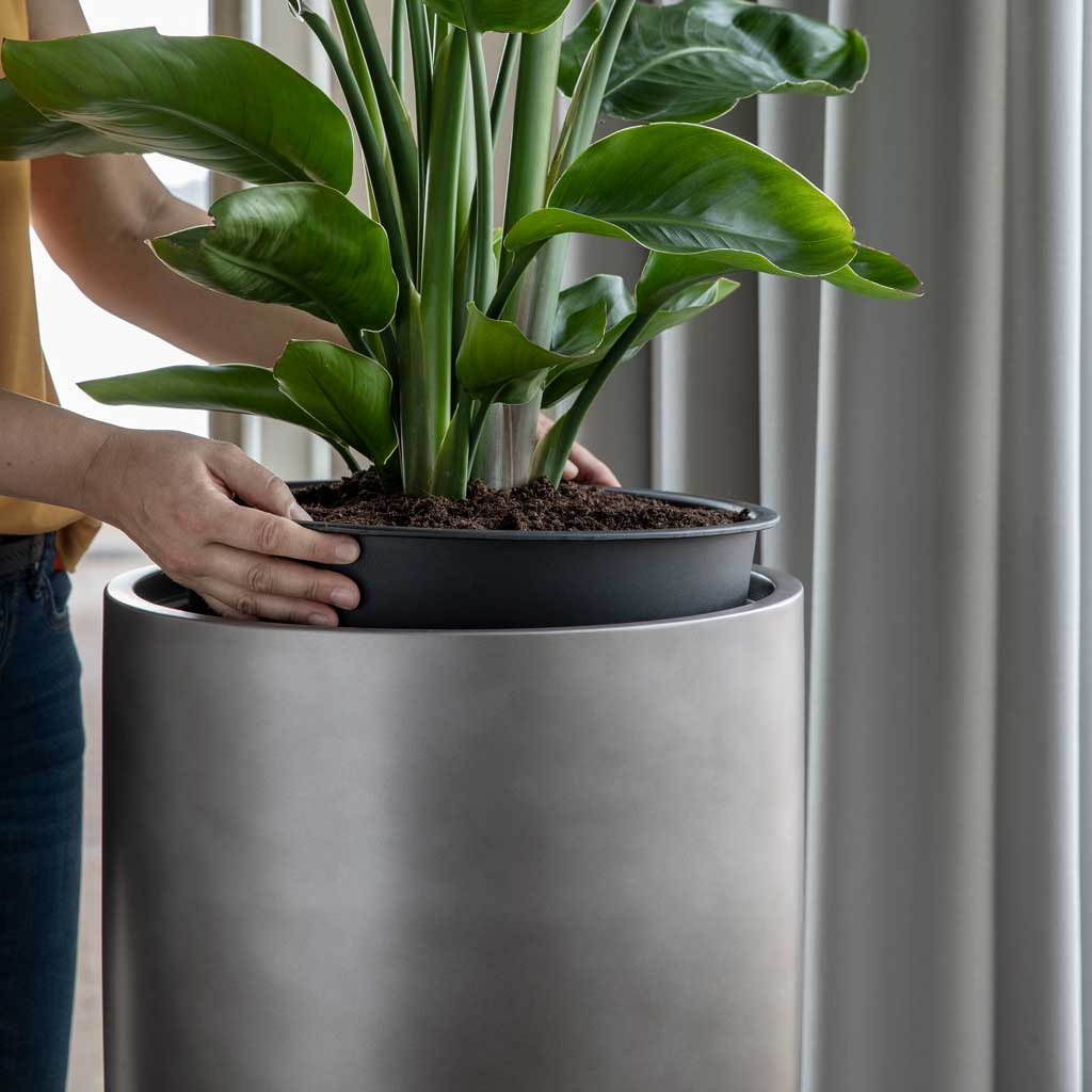 Gradient Partner Planter - Matt Grey Inserting Strelitzia