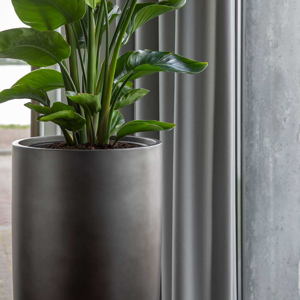 Gradient Partner Planter - Matt Grey & Strelitzia