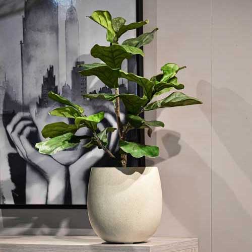 Grigio Balloon Planter Antique White Concrete Ficus Lyrata Bambino