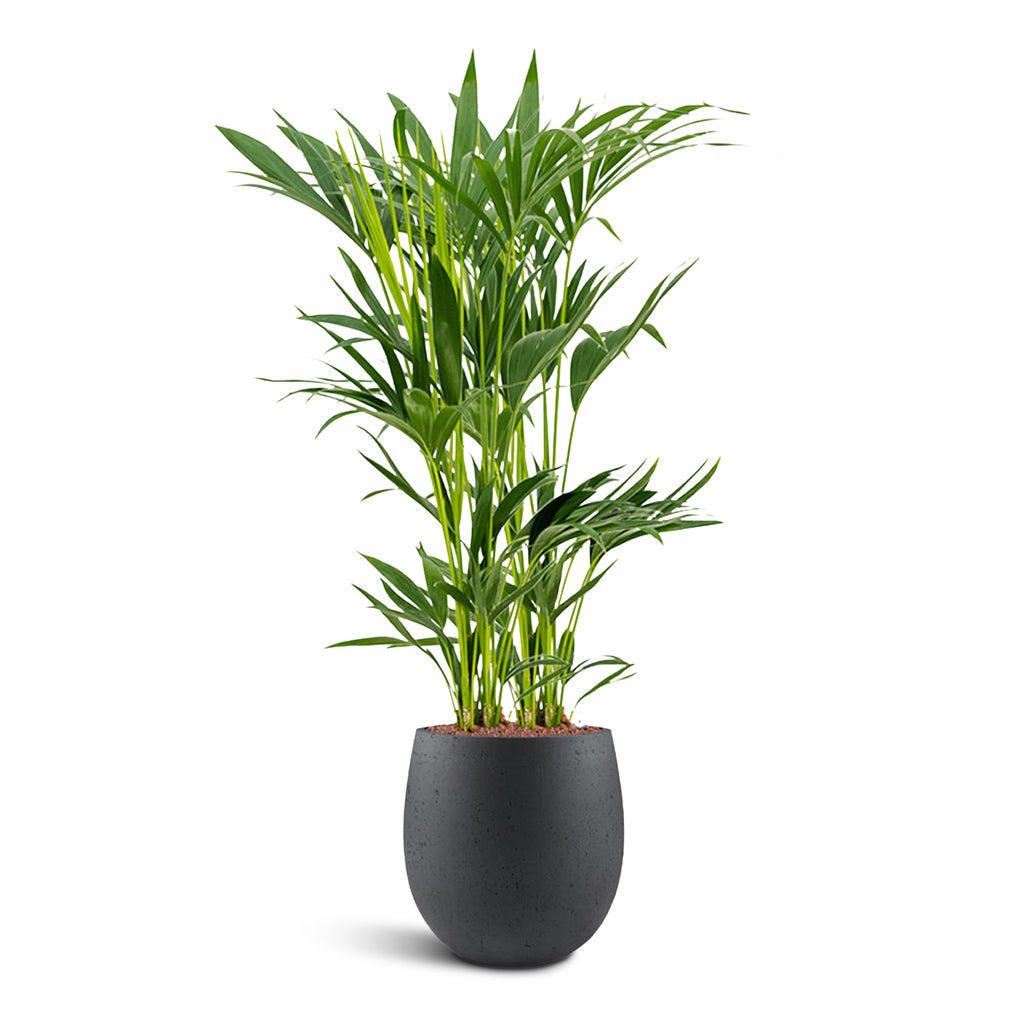 Grigio Balloon - XL Plant Display