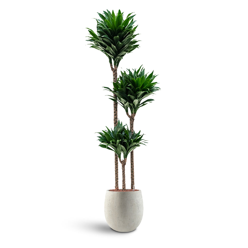Grigio Balloon - Large Plant Display