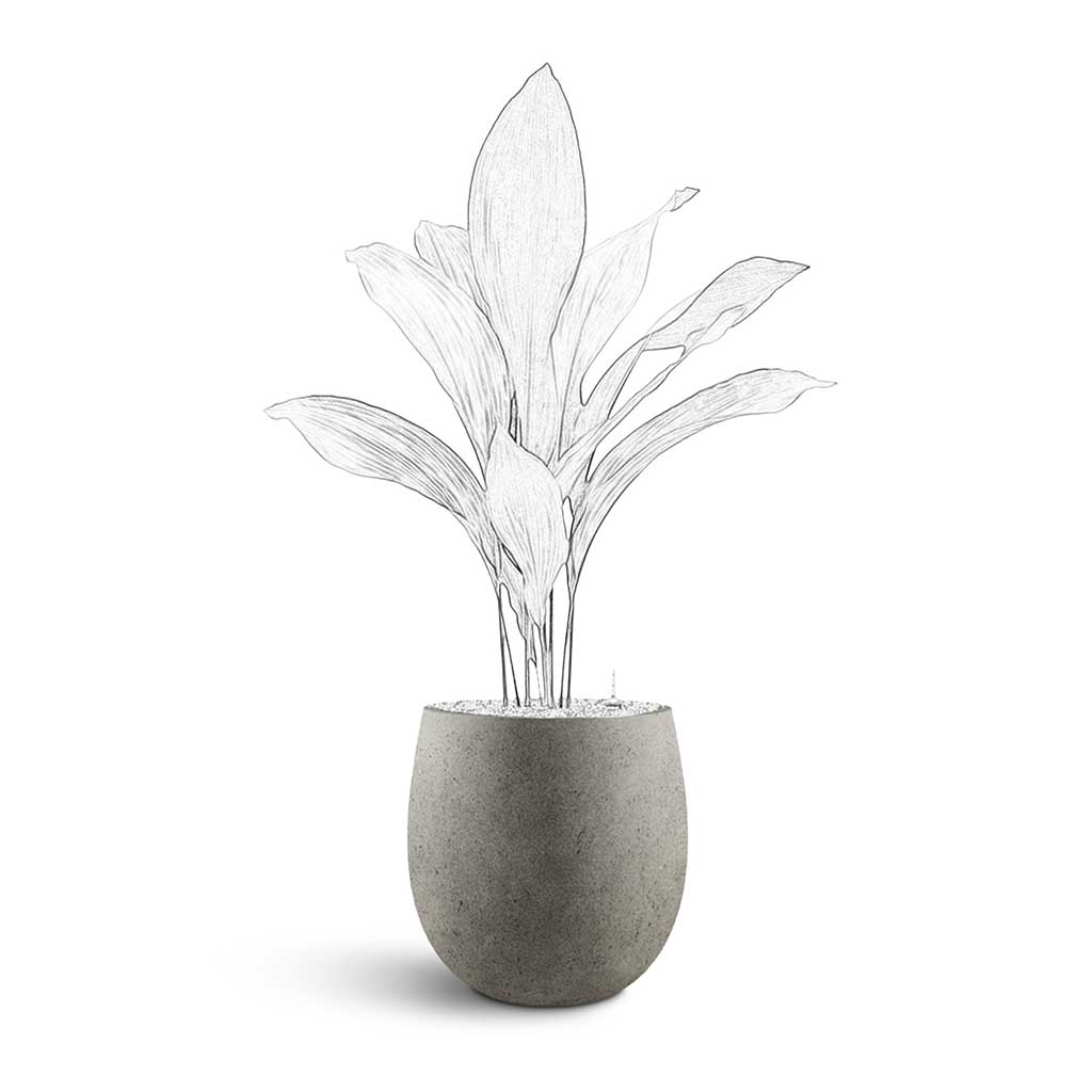 Grigio Balloon Plant Display - Large