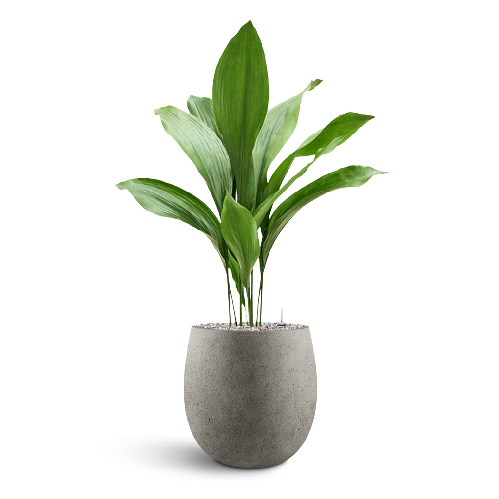 Grigio Balloon - Large Plant Display