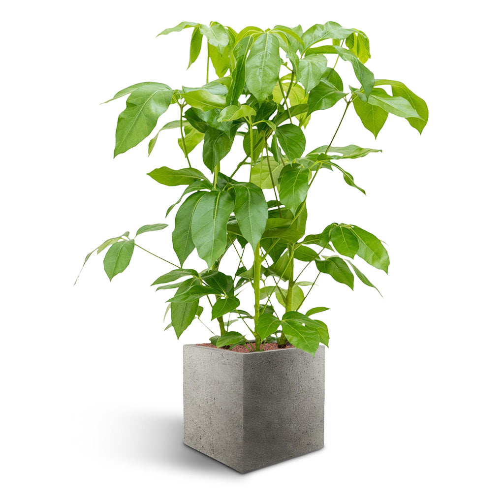 Grigio Cube Planter  - XL Plant Display