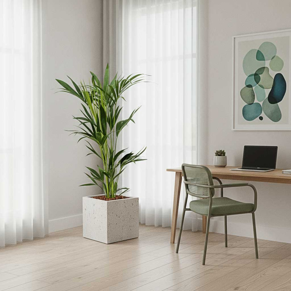 Kentia Palm - HydroCare in Grigio Cube Planter - Antique White Concrete - 50x50x50cm